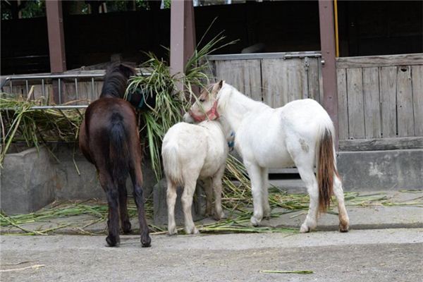 夢見馬廄 馬棚